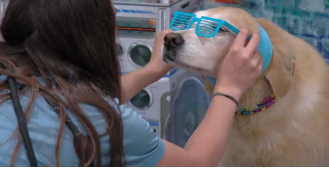 Green Acres Pet Resort hosts 80s-themed prom for dogs | News