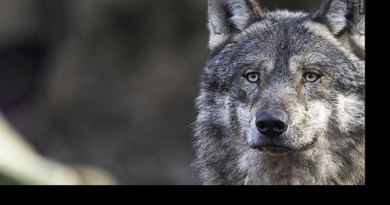 Crowley calls for limits on wolf hunting as protections face review