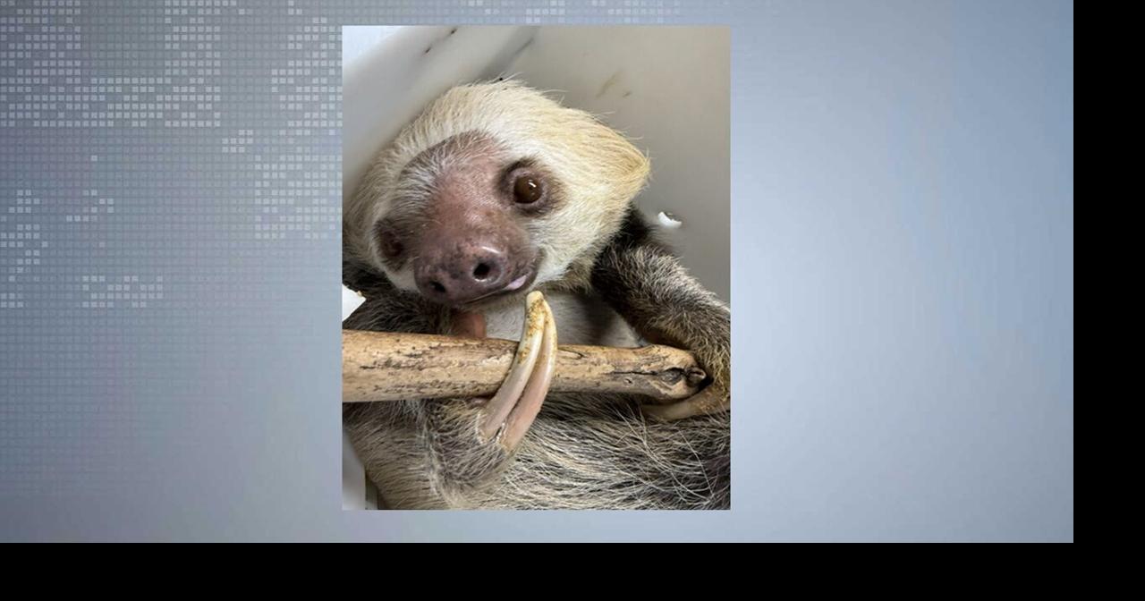 Sloth arrives at Henry Vilas Zoo from Milwaukee