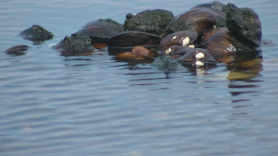 New efforts to save Wisconsin's mussels