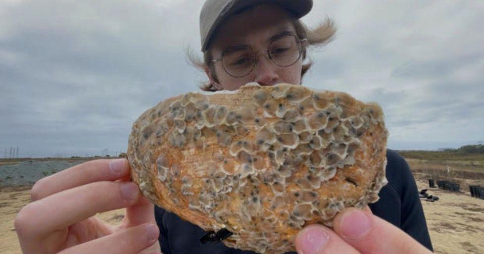 Revival of once-abundant Olympia oyster population could help fight effects of climate change | News