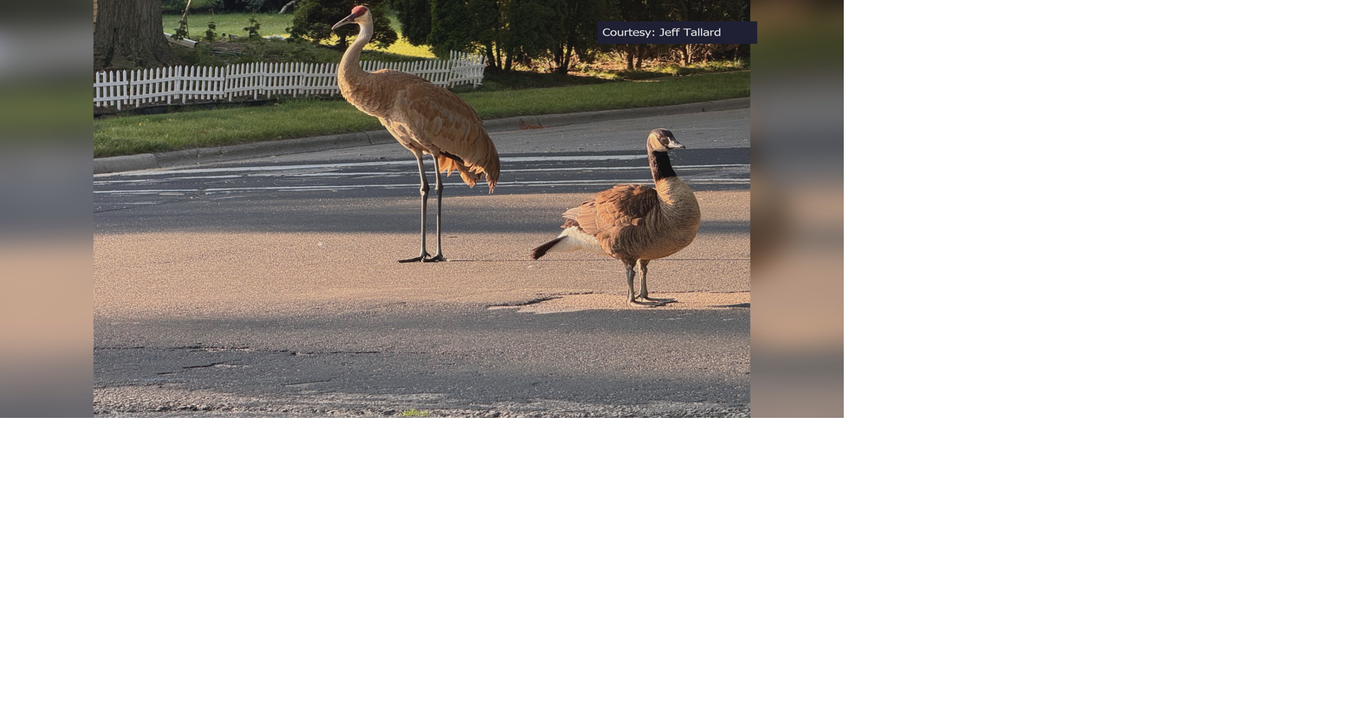 Avian drama, Part 2: Goose raised by sandhill cranes returns to Madison