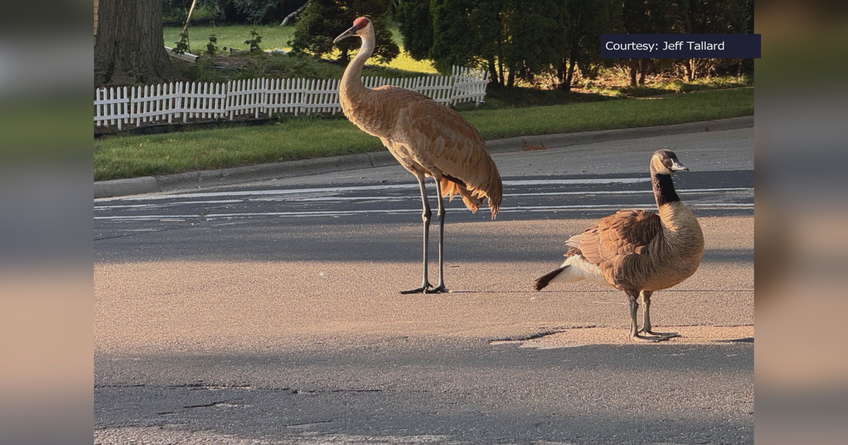 Avian drama, Part 2: Goose raised by sandhill cranes returns to Madison