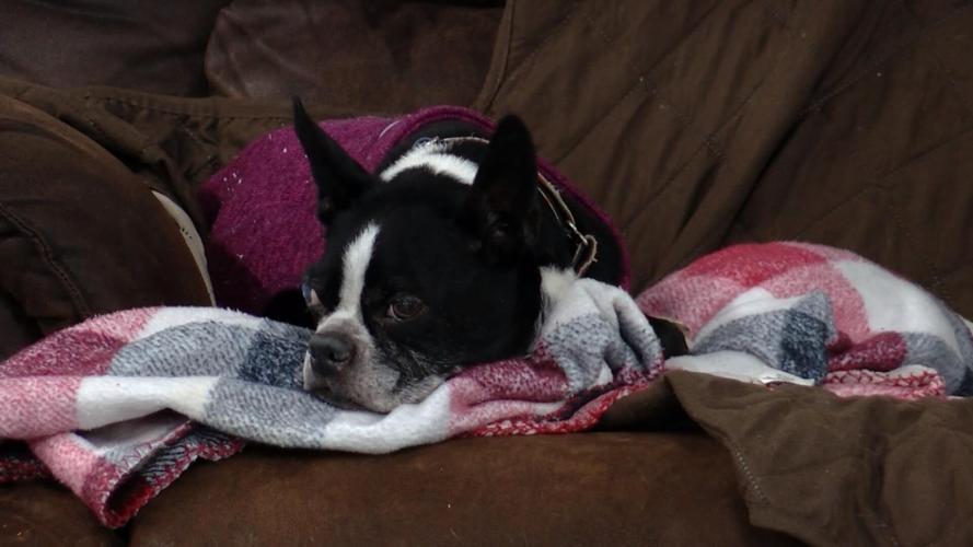 'All they want is to be with you' Baraboo sanctuary rescues senior