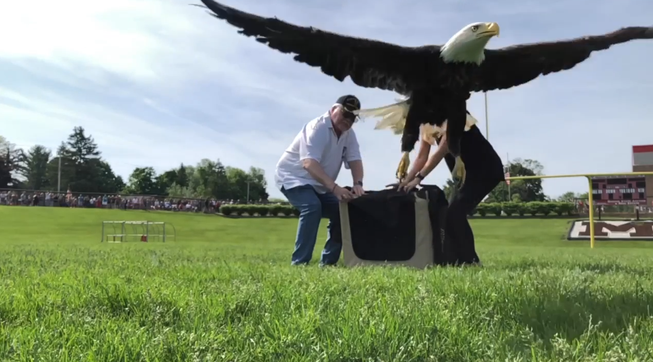 Bald eagle released in honor of 
