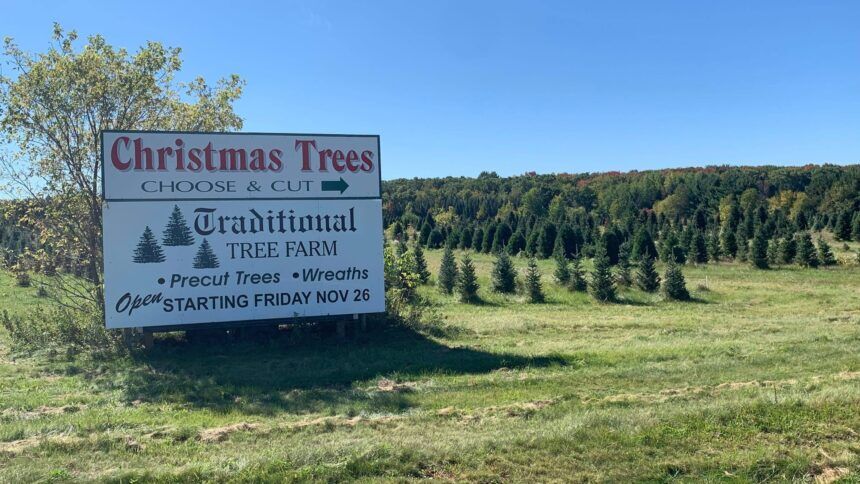 How spring drought might impact Christmas tree prices Archive