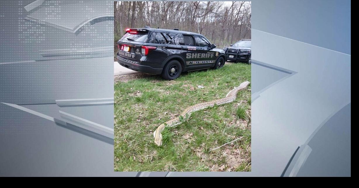 Iowa County authorities seek information after large snake found dumped ...