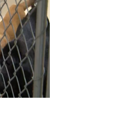 Iowa County Humane Society tracks dog sleep during overnight fundraiser