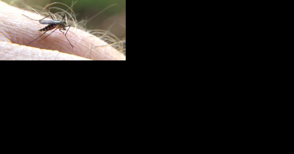 Wisconsin sees mild mosquito season - Vimarsana News