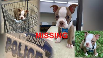 Puppy missing from stolen car