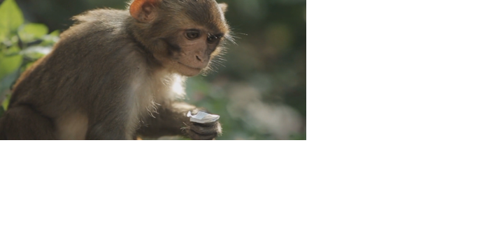Man takes plea in monkey torture case - Vimarsana News