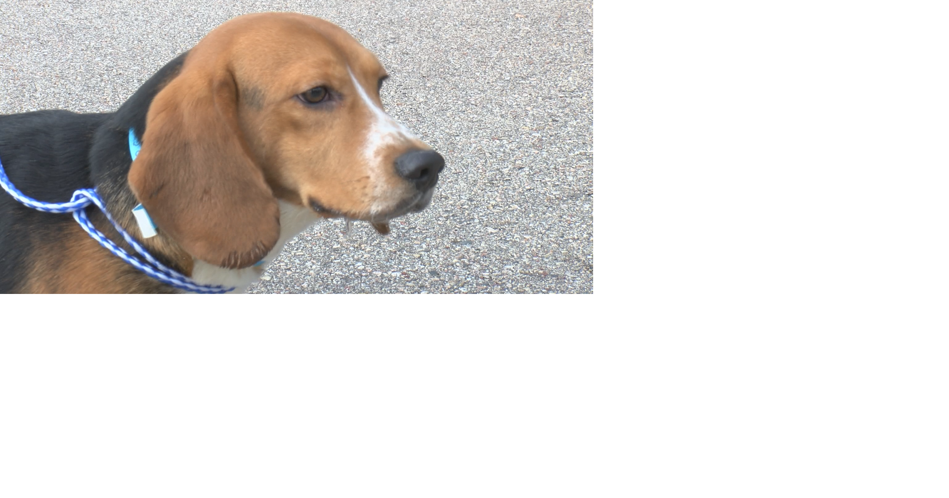 First flight of Ridglan dogs leaves Wisconsin