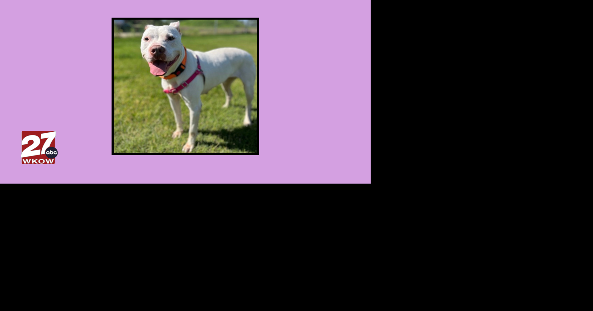 Pet of the Week: Meet Queenie!