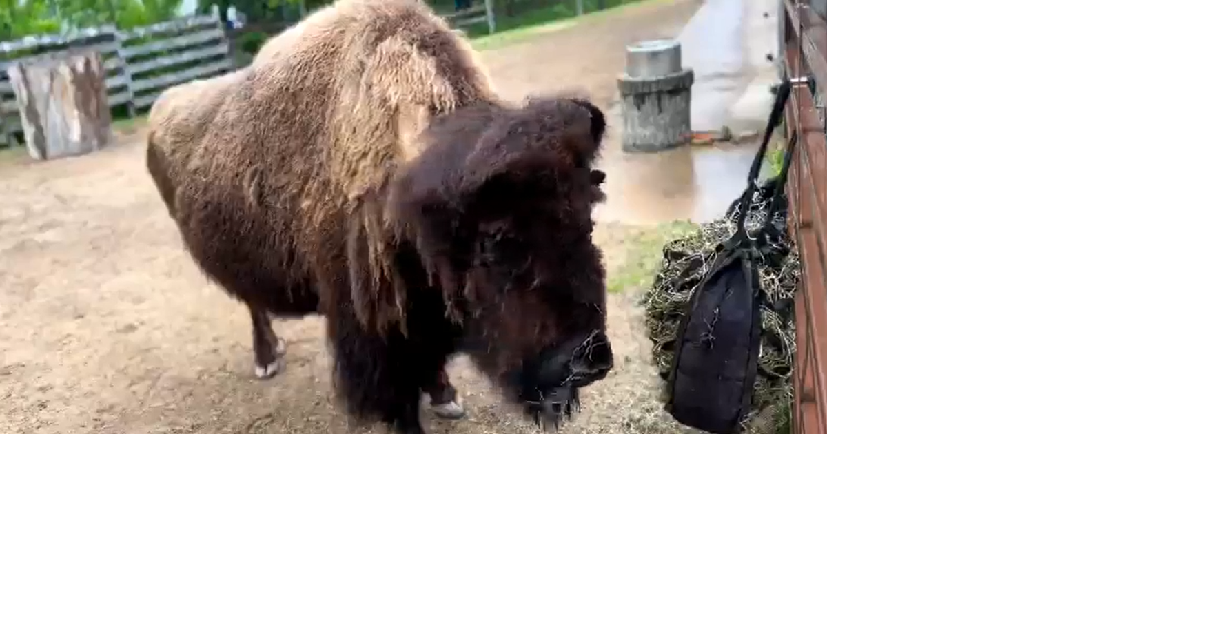 'Beefcake will be truly missed' Henry Vilas Zoo bison put down two