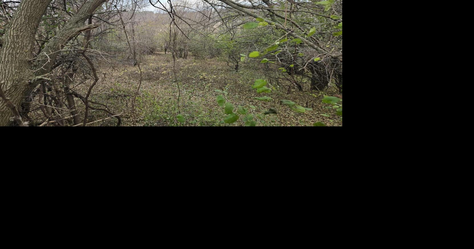 Wisconsin gun deer season kicks off