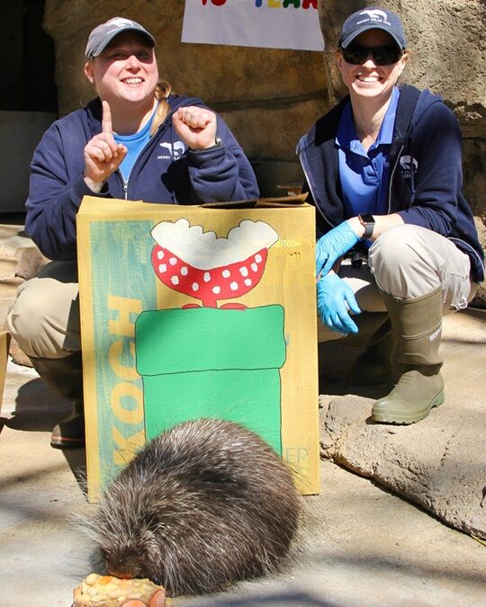 Fauna the porcupine celebrates 10th birthday at Henry Vilas Zoo | News ...