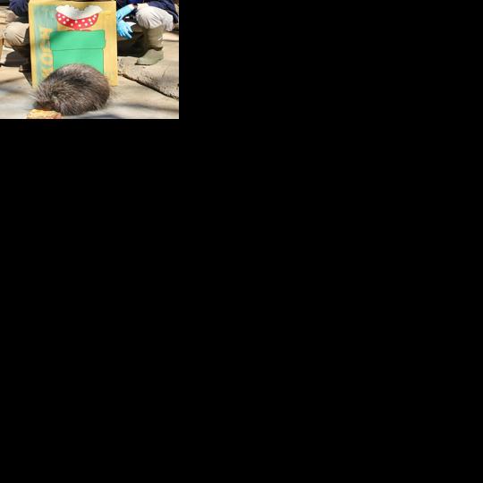 Fauna the porcupine celebrates 10th birthday at Henry Vilas Zoo | News ...