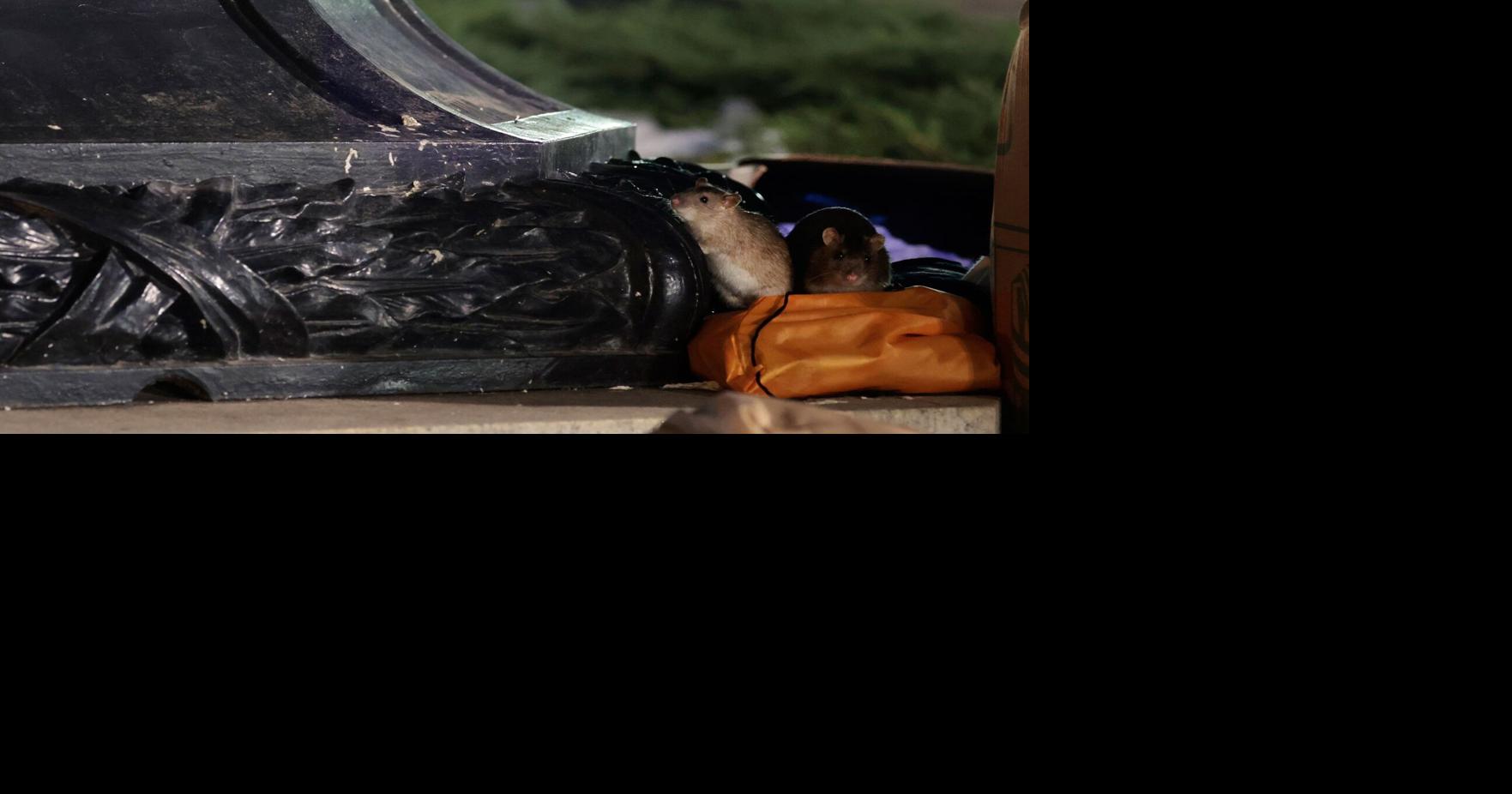 These cities have big rat problems, and there’s one thing to blame ...