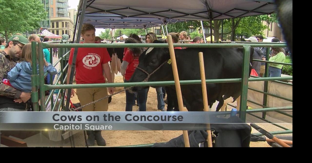 'Cows on the Concourse' returns to Capitol Square News