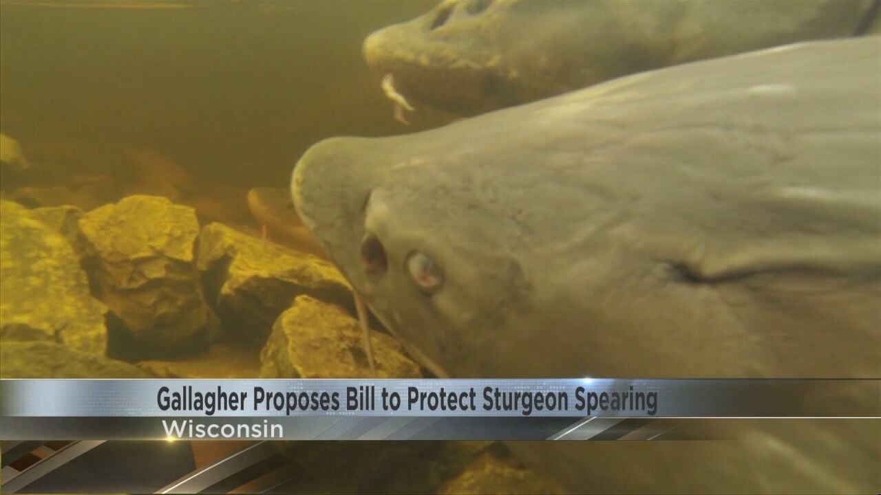 Gallagher Proposes Bill To Protect Sturgeon Spearing | Video | Wkow.com