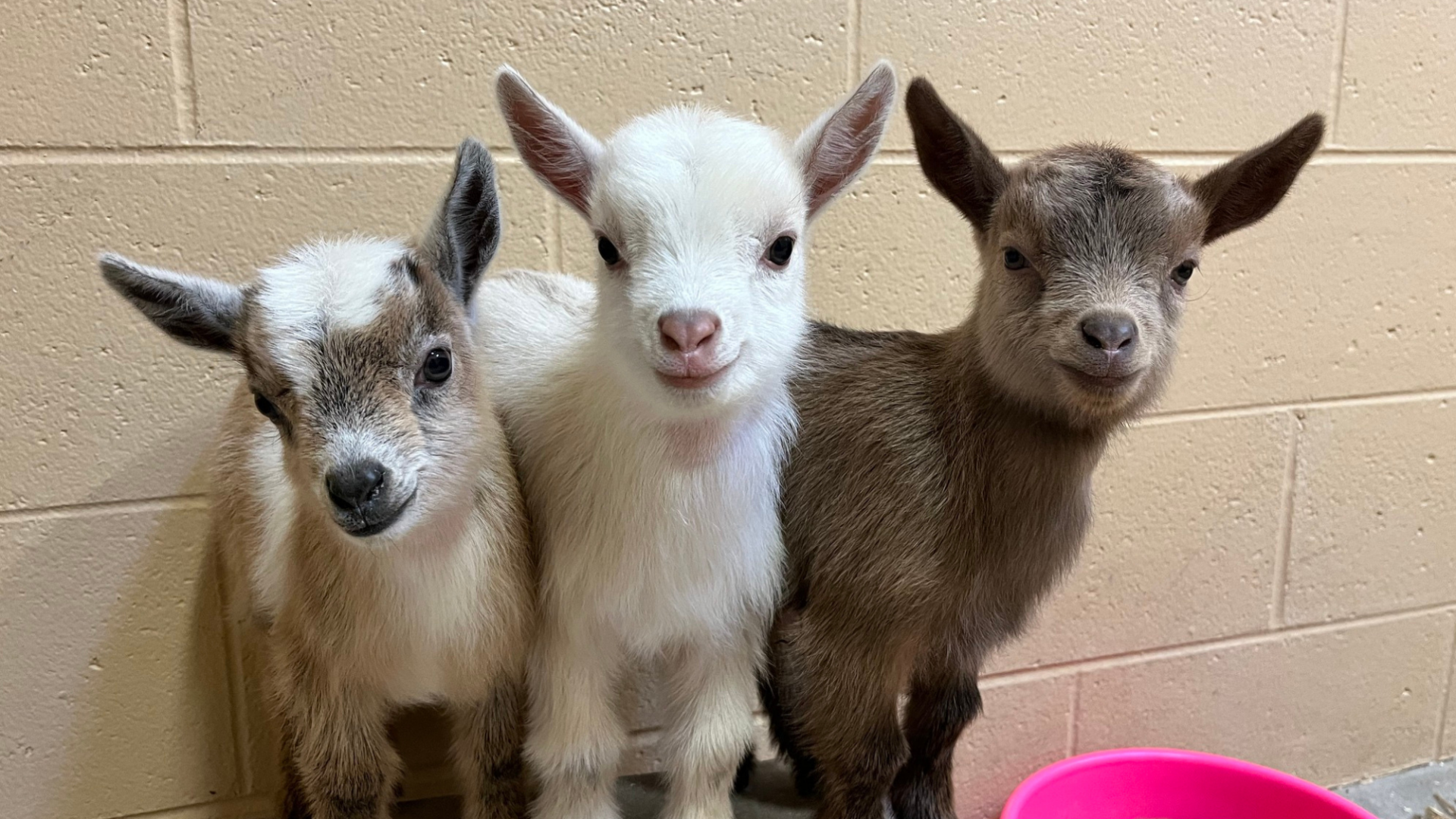 Henry Vilas Zoo celebrates baby goats, mourns death of camel | News ...