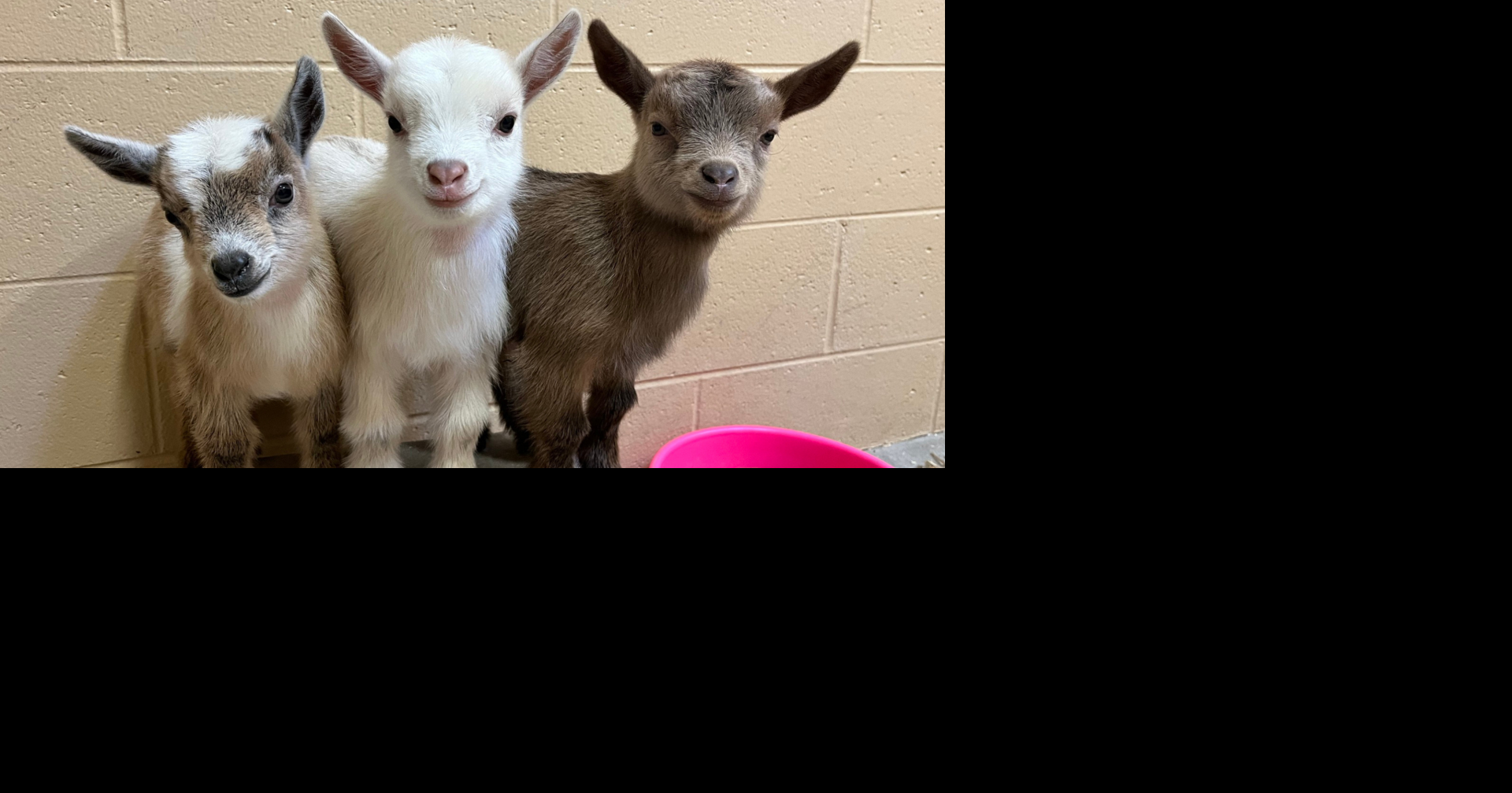 Henry Vilas Zoo celebrates baby goats, mourns death of camel | News ...
