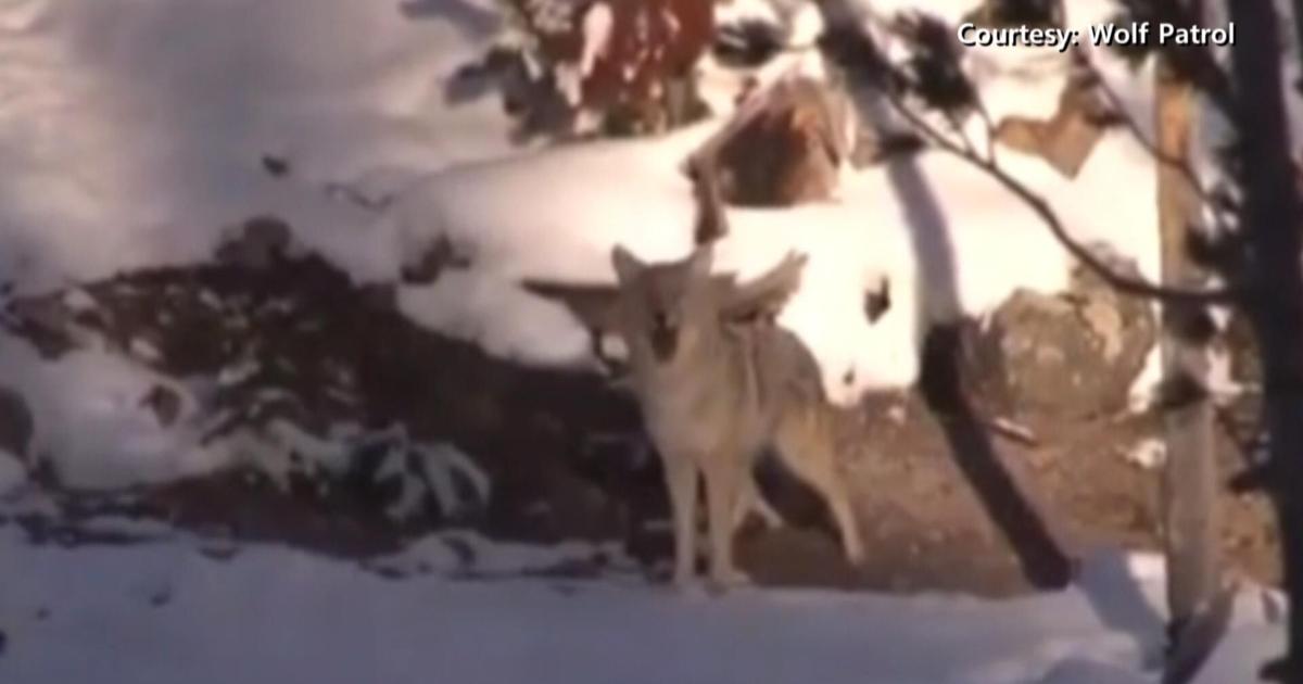 Hunting or slaughter?; The debate over Wisconsin coyote killing contests