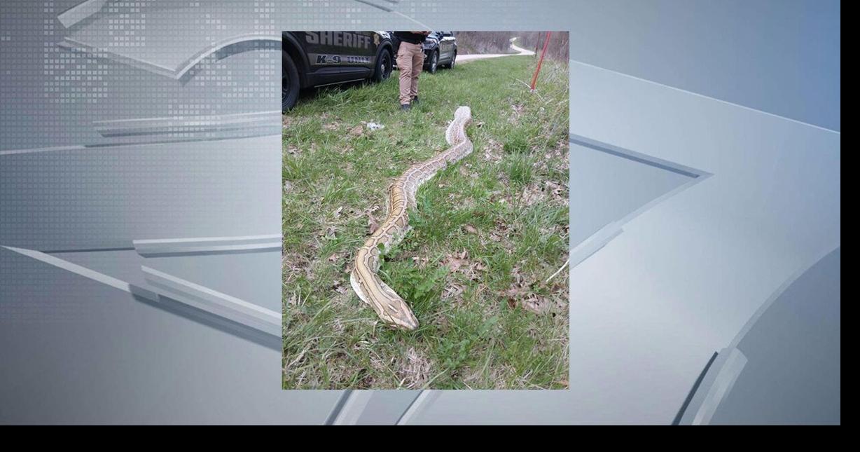 Large Deceased Snake Found in Rural Iowa County, Wisconsin – Authorities Release Details