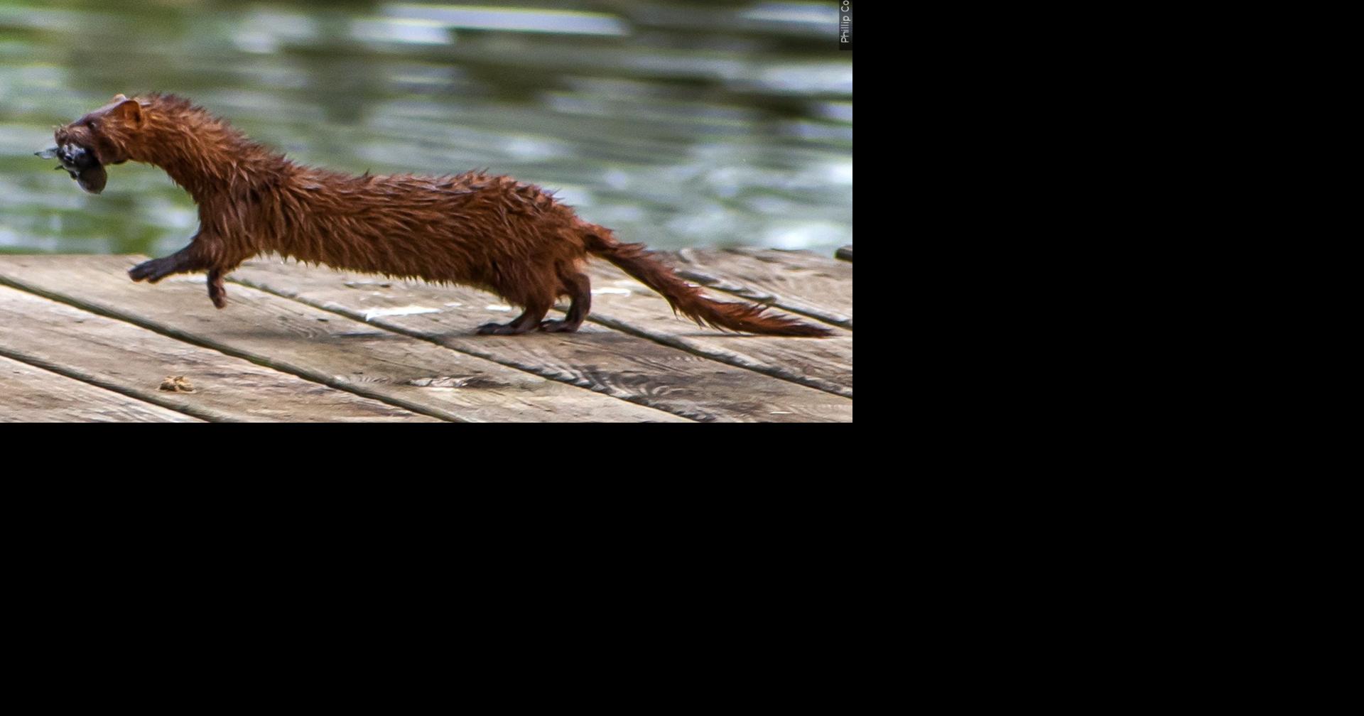 Officials: Someone released 3,000 mink in western Wisconsin | News ...