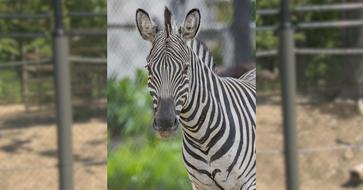 Zebra dies in 'tragic accident' at Milwaukee County Zoo