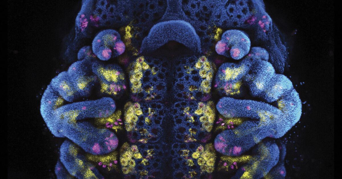 Winners announced in Cool Science Image competition