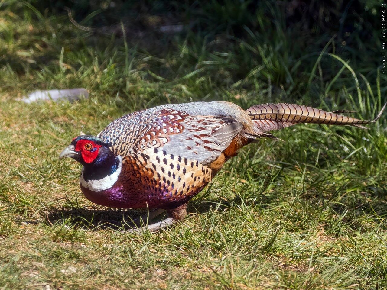 Early Season Tips for Pheasant Hunting Success