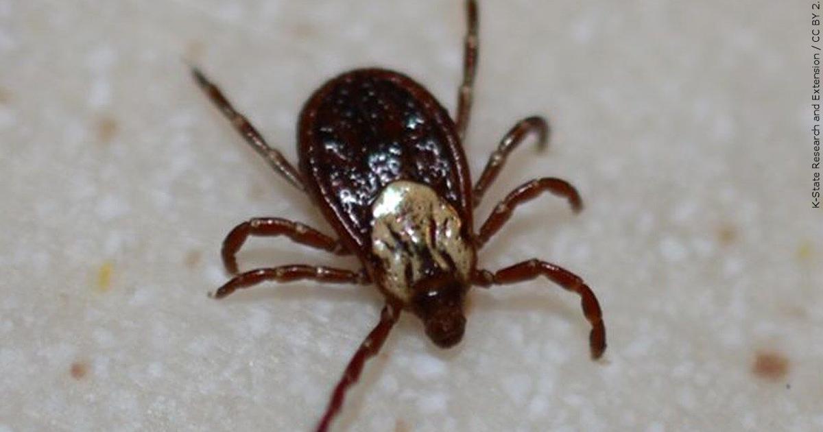 Exploding Ticks ‘Explosion in ticks’: Doctors, EPA warn of climate change’s impact on ...