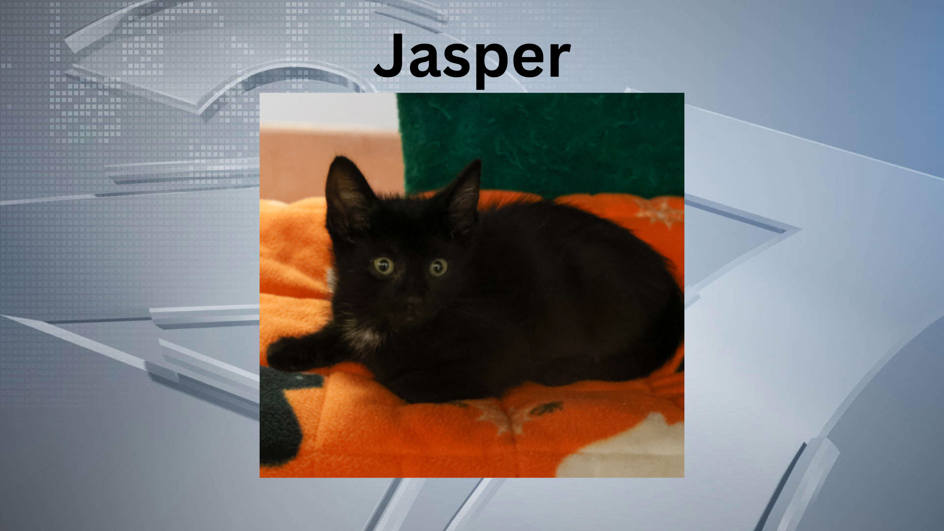 Pet of the Week: Meet Jasper!