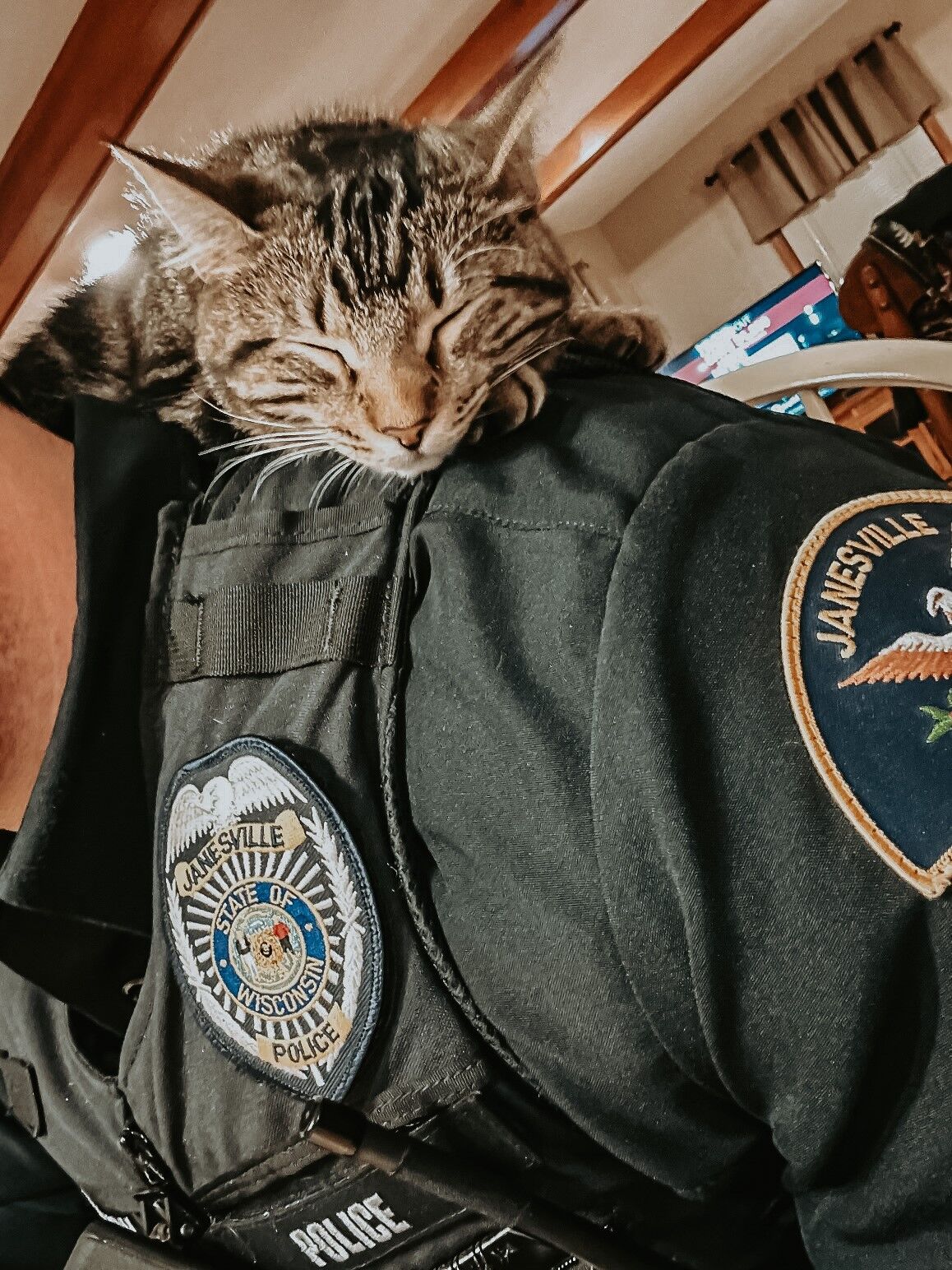 Cat 'arrested' in Janesville adopted by officer who found her