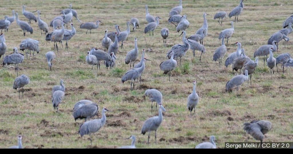 Neighbors outraged after Portage police kill problem Sandhill Crane