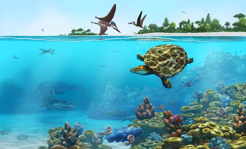 Exquisitely preserved fossil of Jurassic sea turtle includes near-complete  skull and limbs | Zoology | wkow.com
