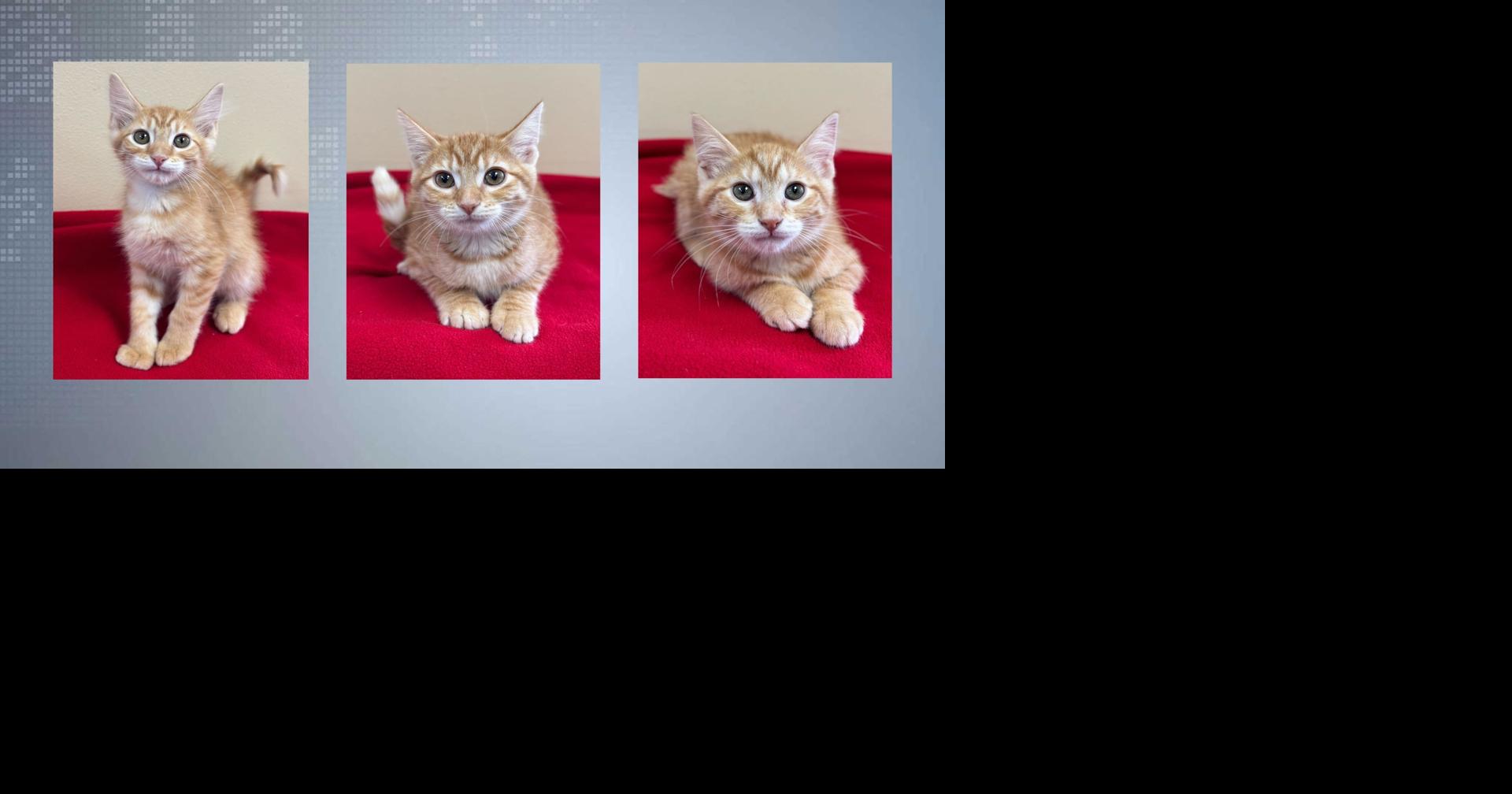 Pets of the Week: Meet Milo, Millie & Mindy | News | wkow.com