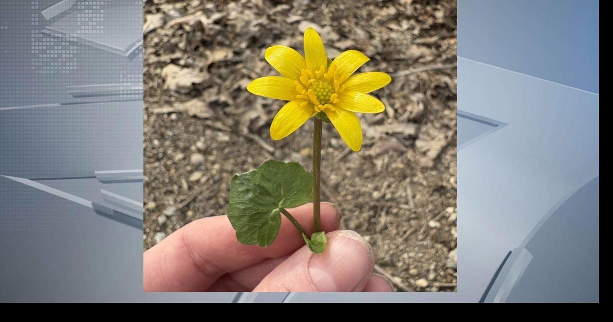 UW-Madison warns of invasive fig buttercup spreading across Upper Midwest