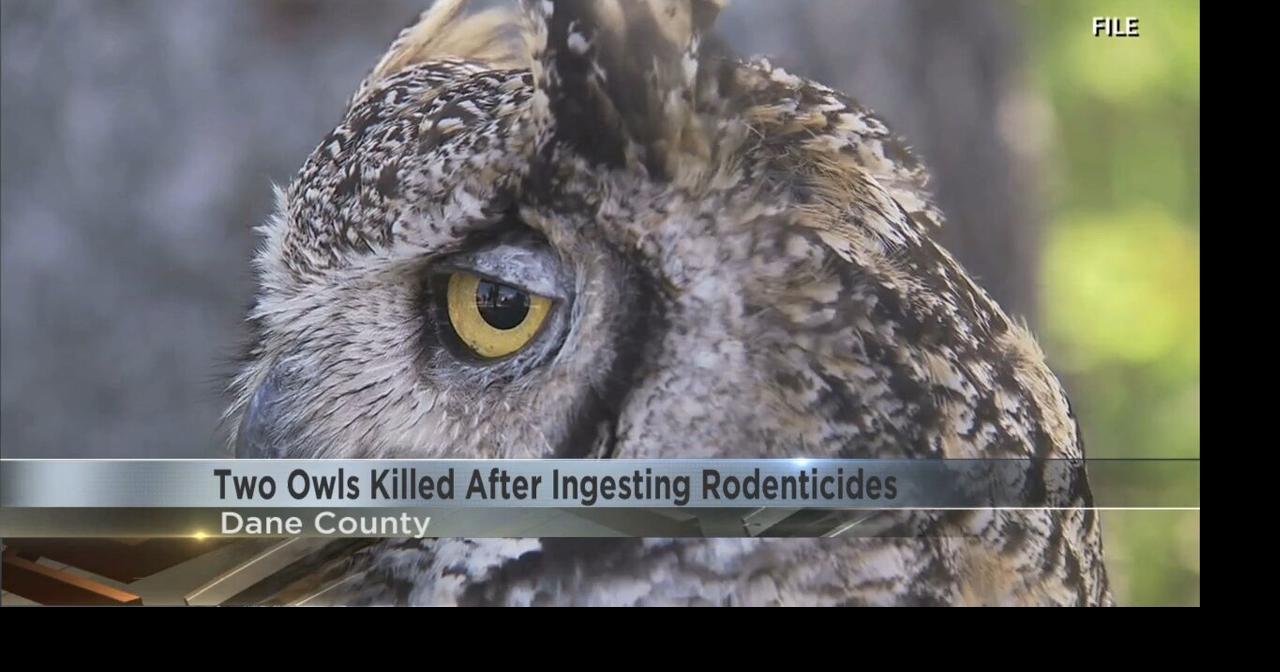 Wildlife rehabilitators warn of owls dying from rodent killer Video