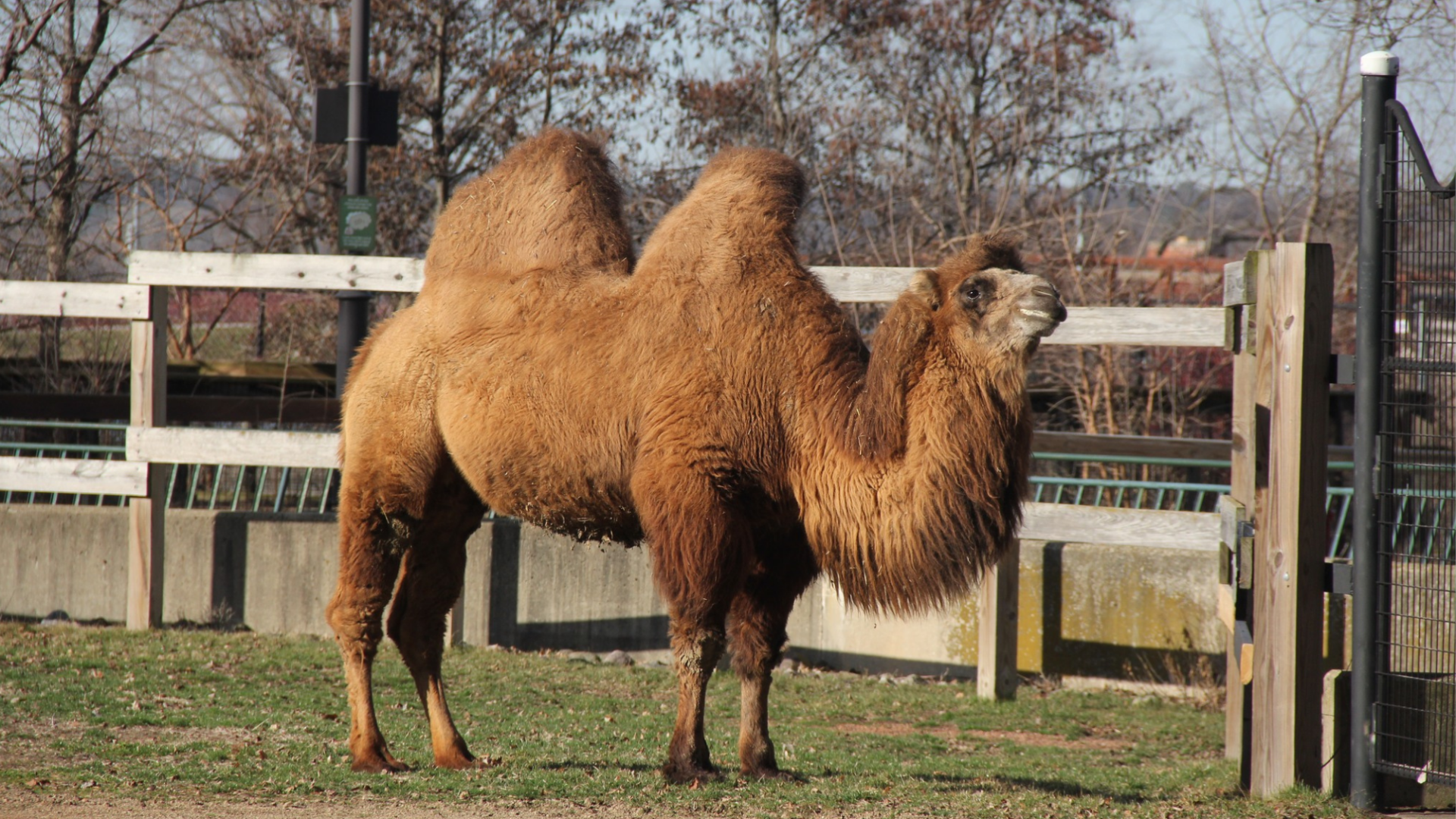 Henry Vilas Zoo celebrates baby goats, mourns death of camel | News ...