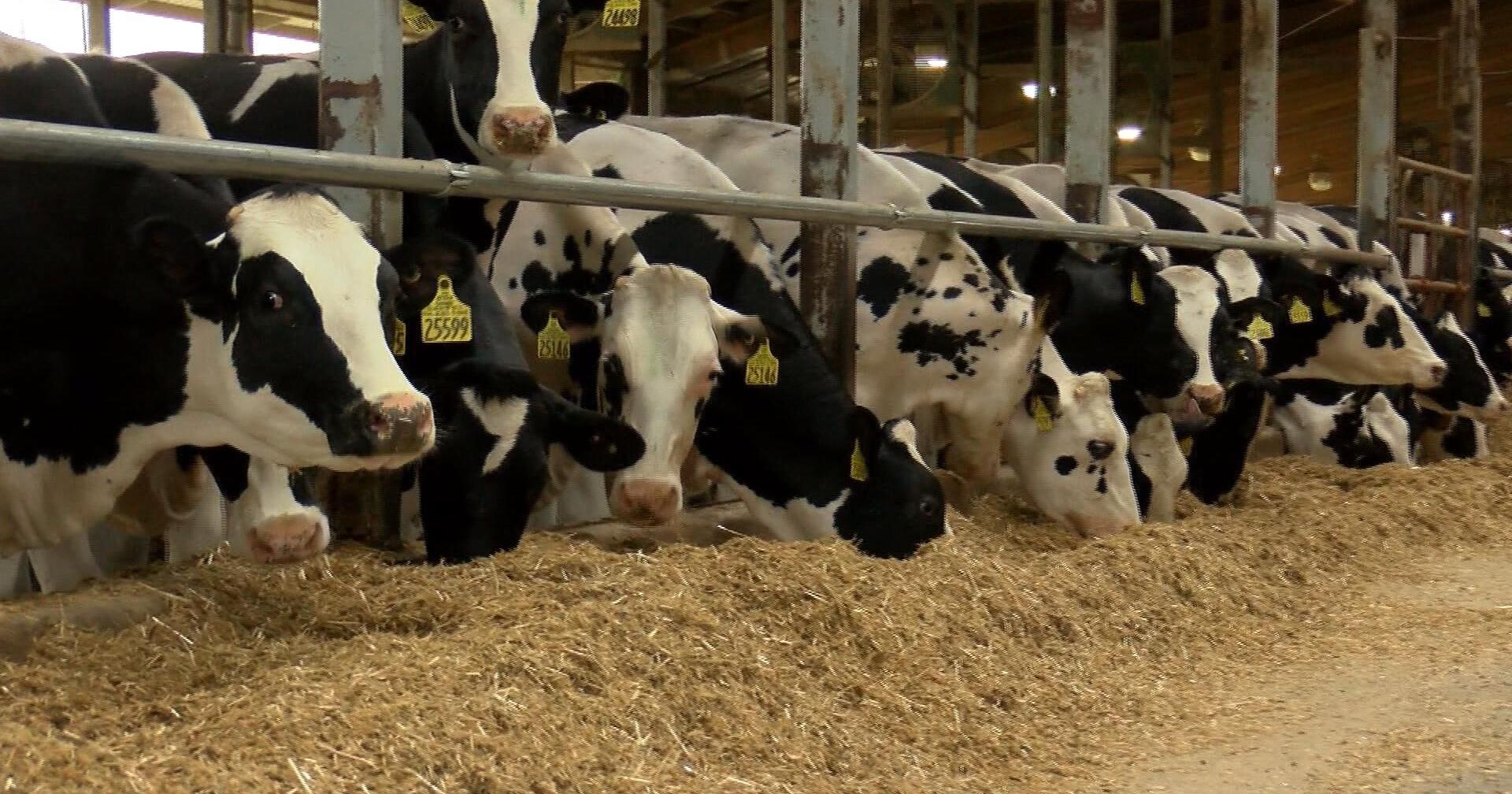 Wisconsin's dairy industry rebounding while its farmers continue to struggle - Vimarsana News