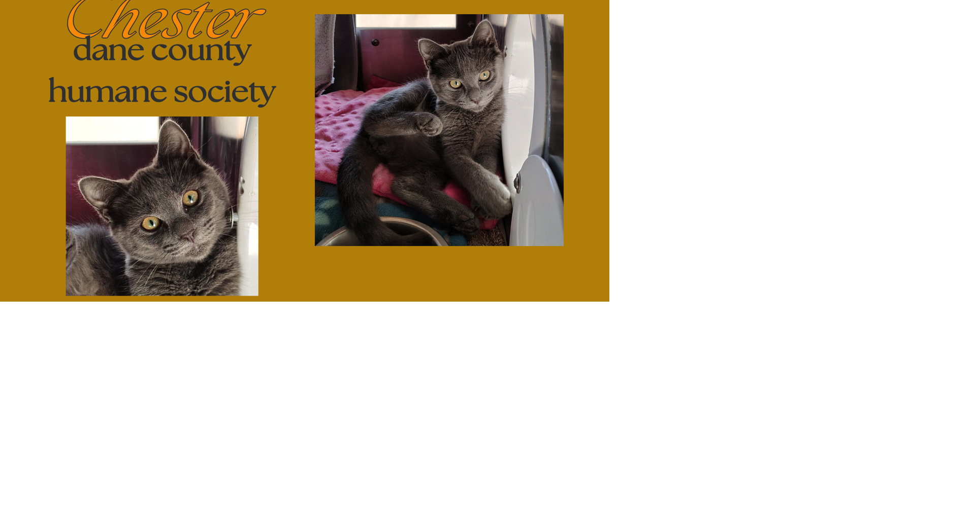 Pet of the Week: Chester the Cat from South Carolina | News | wkow.com