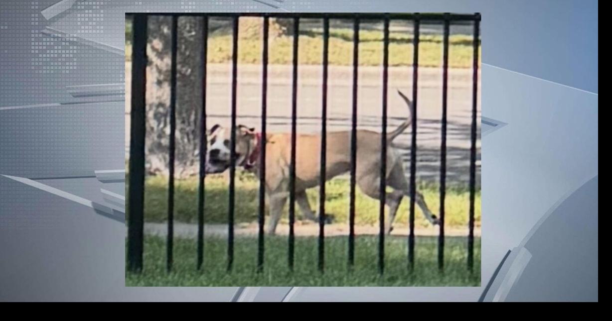 Public Health seeks dog after bite incident on Madison's west side