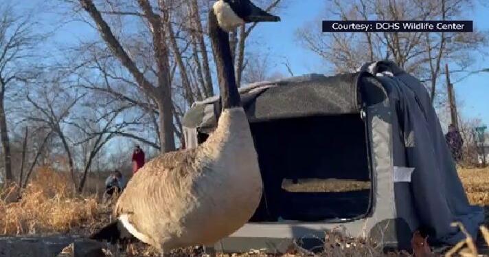 Canada goose rescued from fishing line returns to the wild