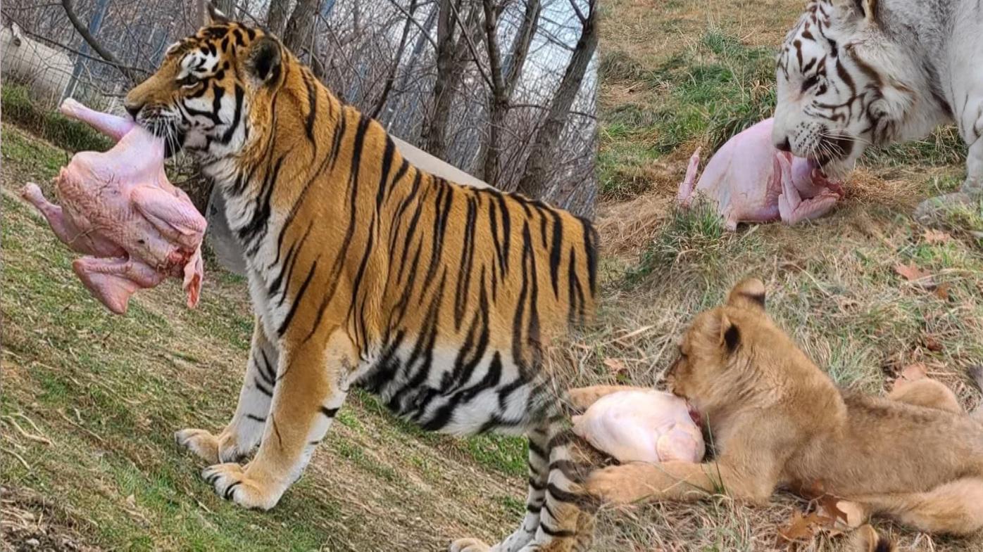 Big cats are feasting on leftovers; Local rescue facility in need of meat  donations | News 