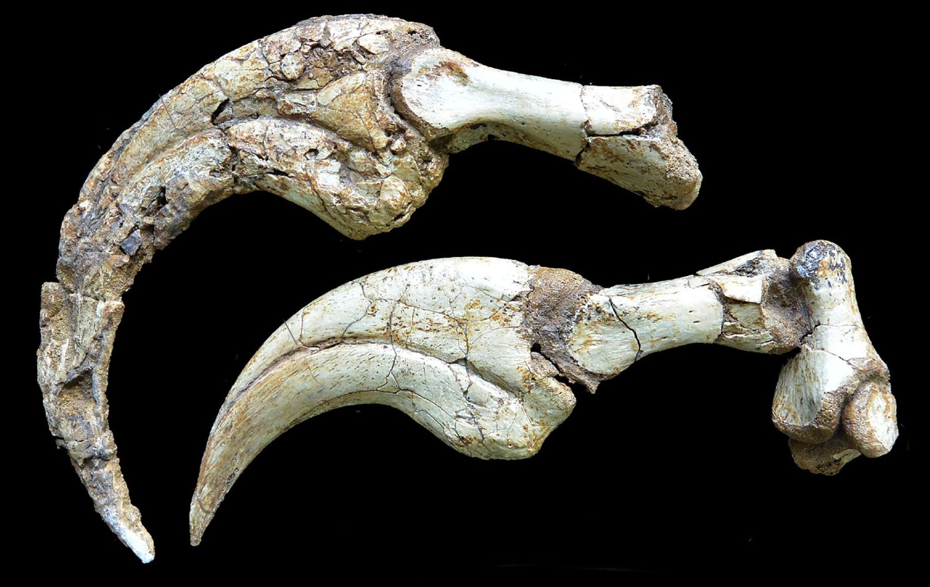 Largest fully preserved dinosaur claw unearthed in Mongolia's Gobi