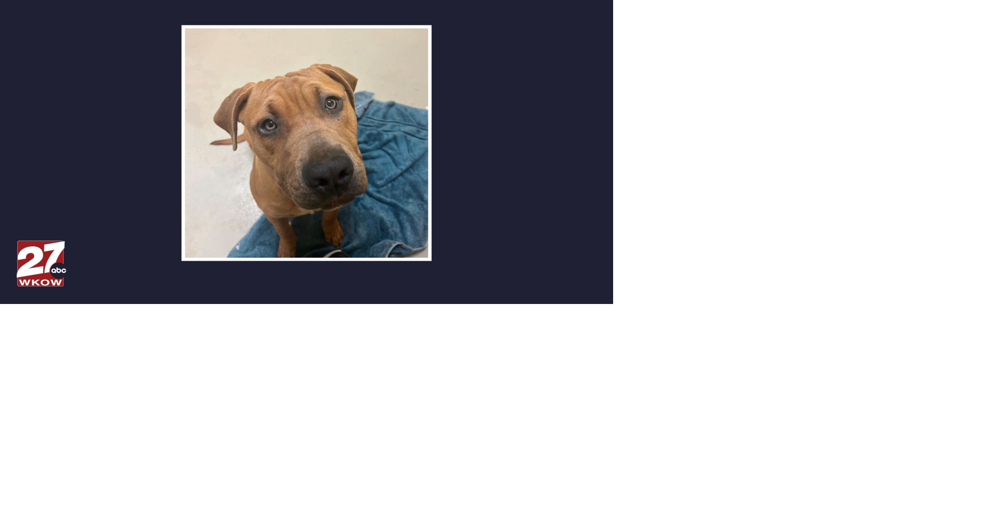 Pet of the Week: Meet Jelly Roll! | News