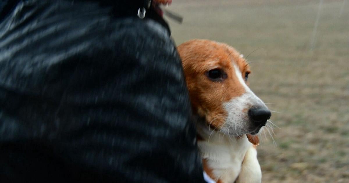 Dane County sheriff draws line as activists plan second beagle ...