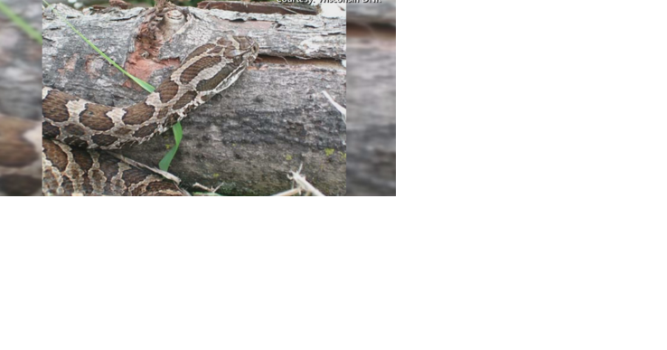 Tree Removal Project May Impact An Endangered, Wisconsin Snake - Vimarsana News